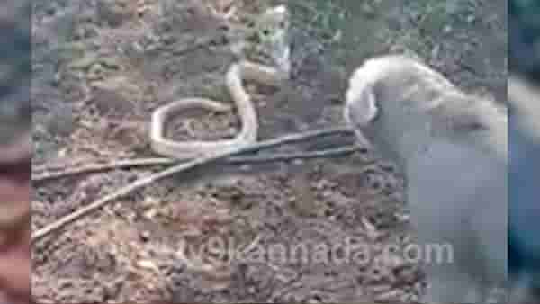 Dog & Snake Fight : एका सापावर तीन कुत्र्यांची दादागिरी! कशामुळे चवताळले कुत्रे? पाहा Video