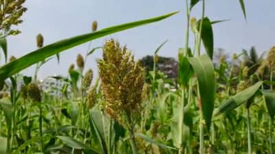 Rabi Season: अवकाळी, गारपिटीनंतर आता धुक्याचे सावट, खरिपापाठोपाठ रब्बीही धोक्यात