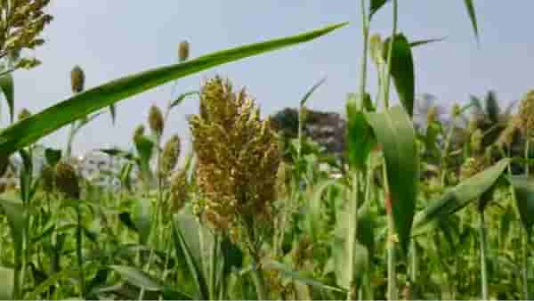 Rabi Season: अवकाळी, गारपिटीनंतर आता धुक्याचे सावट, खरिपापाठोपाठ रब्बीही धोक्यात