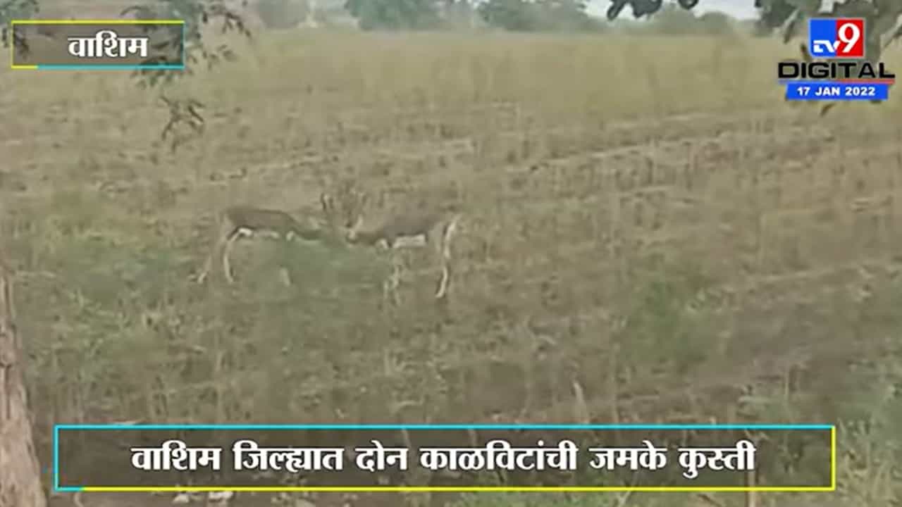 Washim | वाशिम जिल्ह्यात दोन काळविटांची जमके कुस्ती