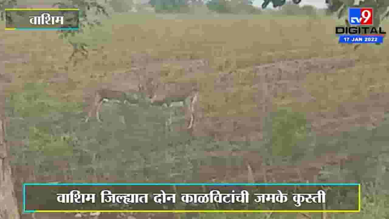 Washim | वाशिम जिल्ह्यात दोन काळविटांची जमके कुस्ती