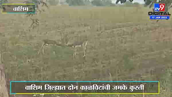 Washim | वाशिम जिल्ह्यात दोन काळविटांची जमके कुस्ती