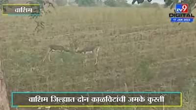 Washim | वाशिम जिल्ह्यात दोन काळविटांची जमके कुस्ती