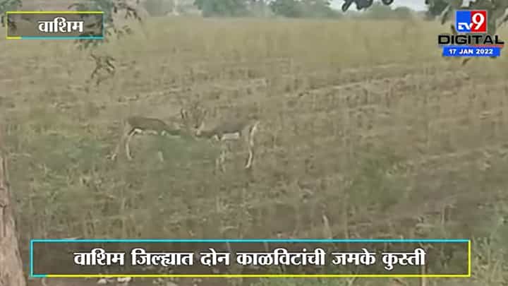 Washim | वाशिम जिल्ह्यात दोन काळविटांची जमके कुस्ती Washim | वाशिम जिल्ह्यात दोन काळविटांची जमके कुस्ती