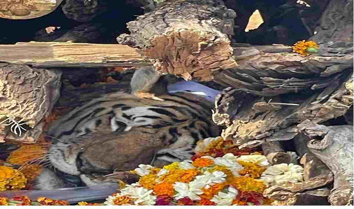 Tigress death in Nagpur