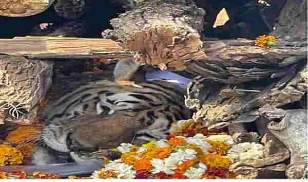 PHOTO: वाघिणीचा जेव्हा अंत होतो.. पेंच अभयारण्यातली 29 बछड्यांची आई दगावली, वन्यप्रेमी हळहळले!