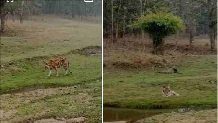 Tigress dead in Nagpur