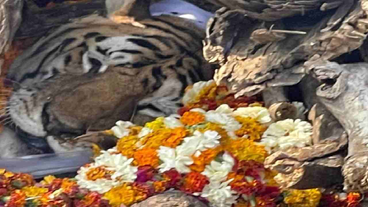 Tigress in Nagpur