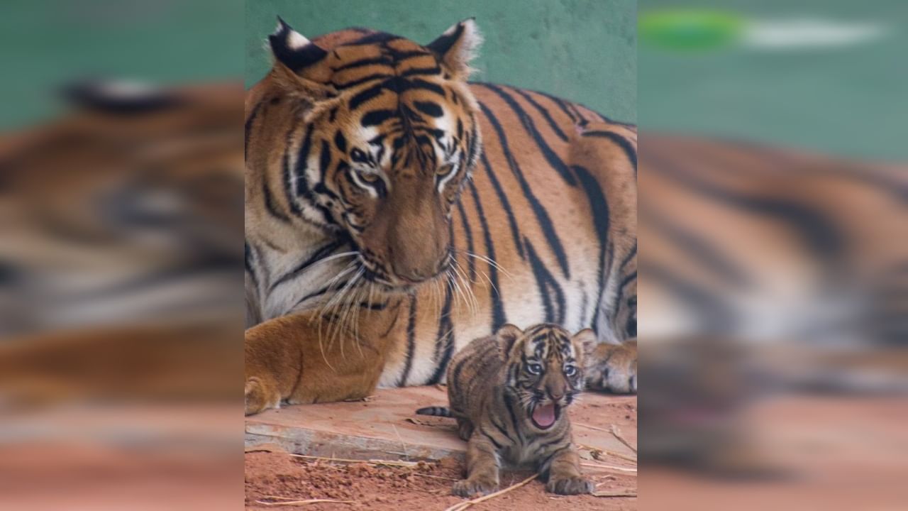 शक्ती वाघाचा जन्म औरंगाबादच्या प्राणीसंग्रहालयात नोव्हेंबर 2016मध्ये झाला होता. तर, करिष्मा वाघिणीचा जन्म जुलै 2014मध्ये झाला आहे.