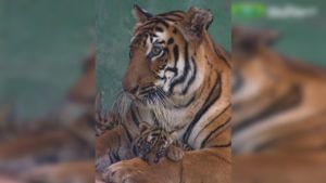 Bhandara Tiger | वाघ बचाव मोहिमेवर कोट्यवधी खर्च, तरीही वर्षभरात देशात 59 वाघांची शिकार, कारण काय?