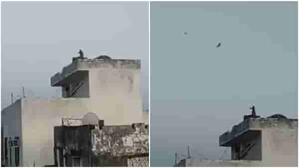 Video : ढील दे दे रे बंदर भैया... पतंगबाजीत माकडही नव्हतं मागे, संक्रांतीदिवशी छतावर चढत दिला शानदार परफॉर्मन्स
