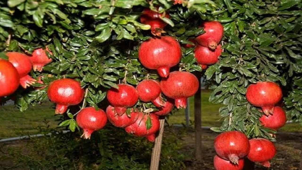 Pomegranate Orchard : तेल्याचा सामना करण्यापेक्षा डाळिंब बागा तोडलेल्या बऱ्या, का होत आहेत शेतकरी हतबल?