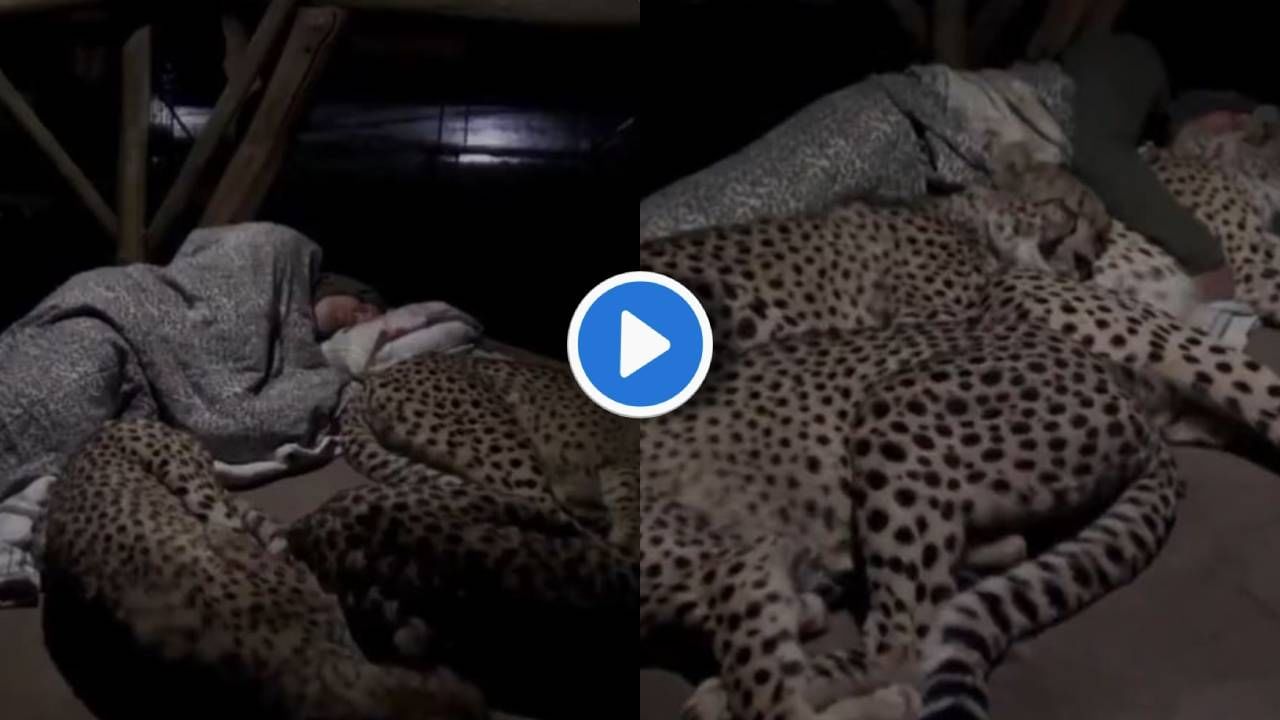 Video | मांजरींना कुशीत घेऊन झोपणाऱ्यांनो, हा वनरक्षक बघा! चक्क बिबटेच वनरक्षकाच्या कुशीत शिरले