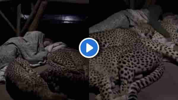 Video | मांजरींना कुशीत घेऊन झोपणाऱ्यांनो, हा वनरक्षक बघा! चक्क बिबटेच वनरक्षकाच्या कुशीत शिरले
