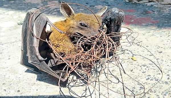 नाशिकमध्ये नायलॉन मांजामध्ये अडकून दोन दिवसांत तब्बल 16 पक्षी जखमी झाले. त्यातल्या तेरांना जीवदान मिळाले.