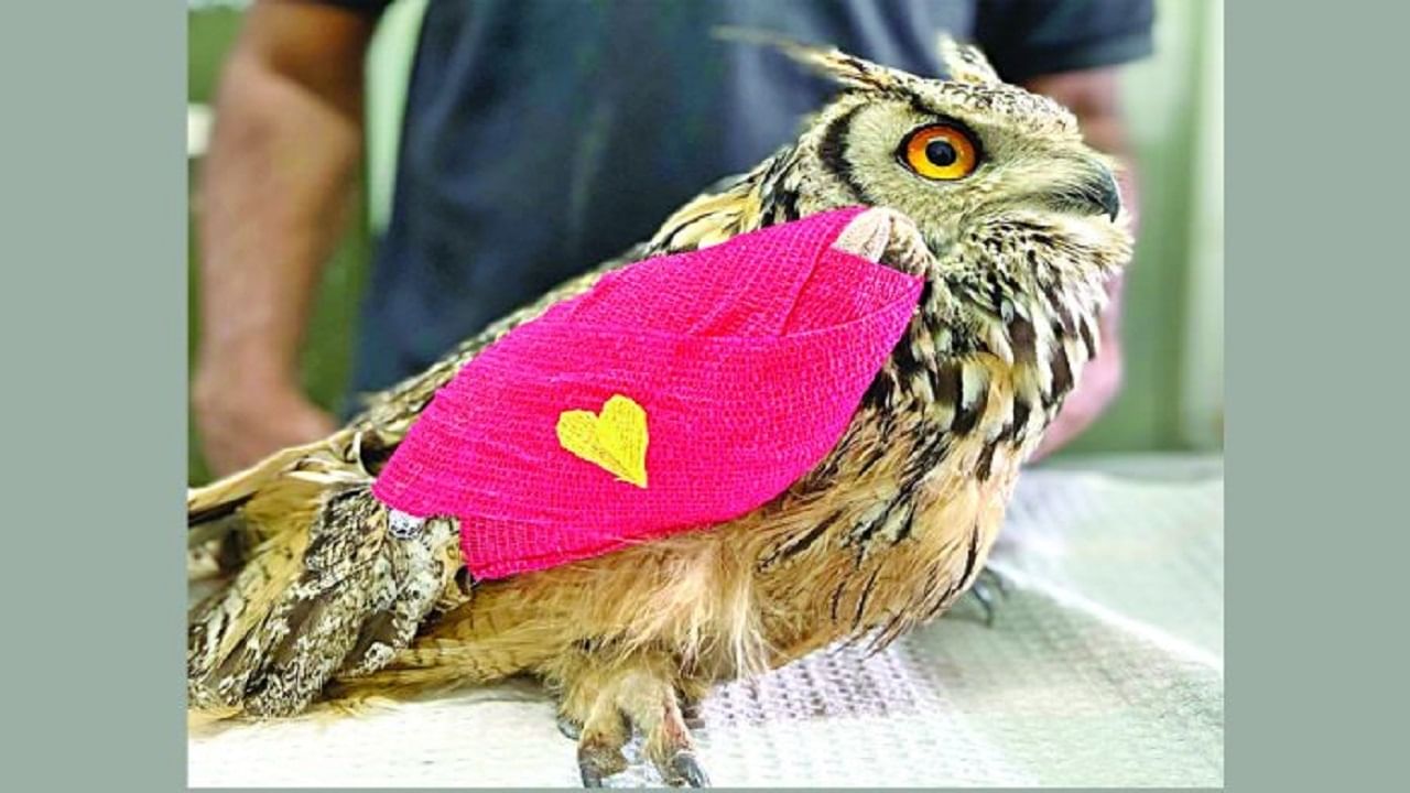  नाशिक येथे पशुवैद्यकीय रुग्णालयातील डॉक्टर जखमी पक्ष्यांवर उपचार करतायत. त्यांनी एका घुबडाला जीवदान दिले.