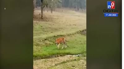 नागपुरात सुपर मॉम ठरलेल्या कॉलरवाल्या वाघीणीचा मृत्यू