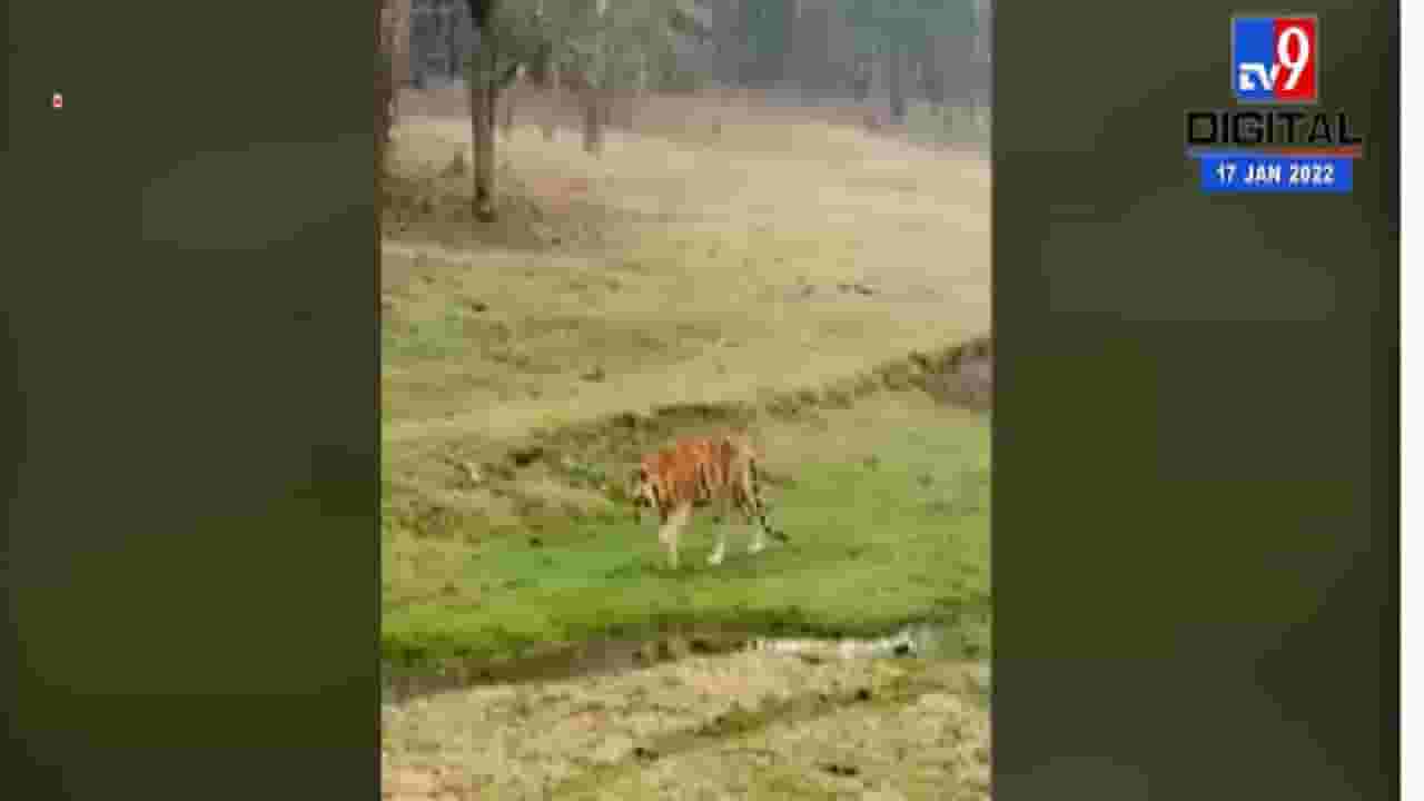 नागपुरात सुपर मॉम ठरलेल्या कॉलरवाल्या वाघीणीचा मृत्यू नागपुरात सुपर मॉम ठरलेल्या कॉलरवाल्या वाघीणीचा मृत्यू