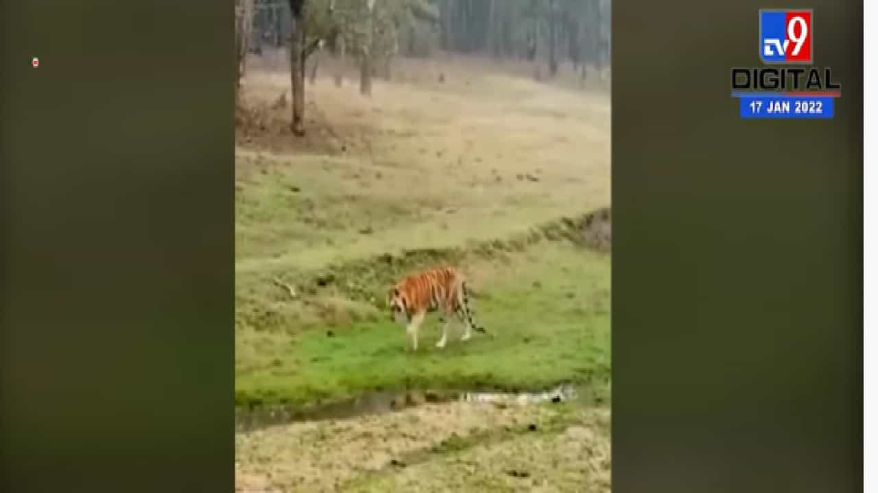 नागपुरात सुपर मॉम ठरलेल्या कॉलरवाल्या वाघीणीचा मृत्यू नागपुरात सुपर मॉम ठरलेल्या कॉलरवाल्या वाघीणीचा मृत्यू