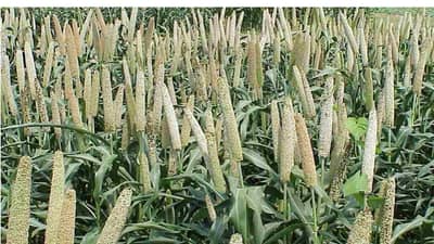 Millet Crop : बाजरी उत्पादन वाढीची सोपी पध्दत, पेरणीपासून काढणीपर्यंतचे असे करा नियोजन