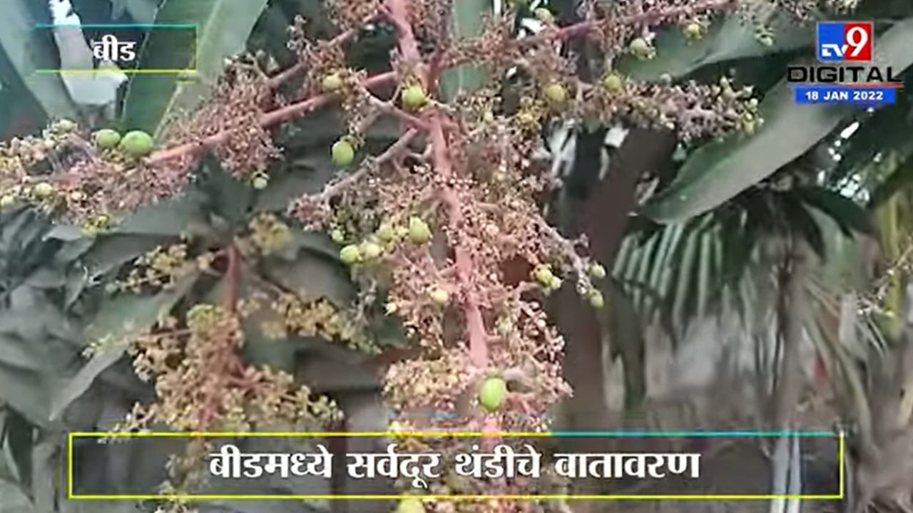 Beed Mango | थंडीचा आंब्याला फायदा, मोहर बहरला