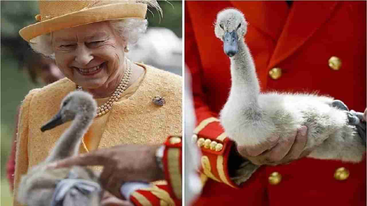 Queen Elizabeth | क्वीन एलिझाबेथ यांच्या लाडक्या 26 राजहंसांची कत्तल, महाराणीवर शोककळा