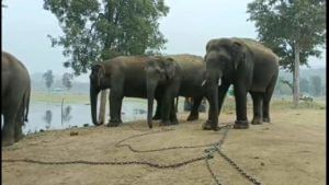 Gadchiroli Elephant | गडचिरोलीतील हत्ती स्थलांतरणाची लढाई आता न्यायालयात; वन, पर्यावरण मंत्रालयाला नोटीस