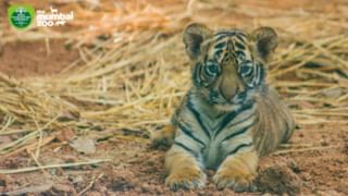 वाघाच्या बछड्याचे “वीरा ” तर हम्बोल्ट पेग्विनच्या पिलाचे “आँस्कर” नामकरण, राणीच्या बागेत महापौरांनी केक कापला