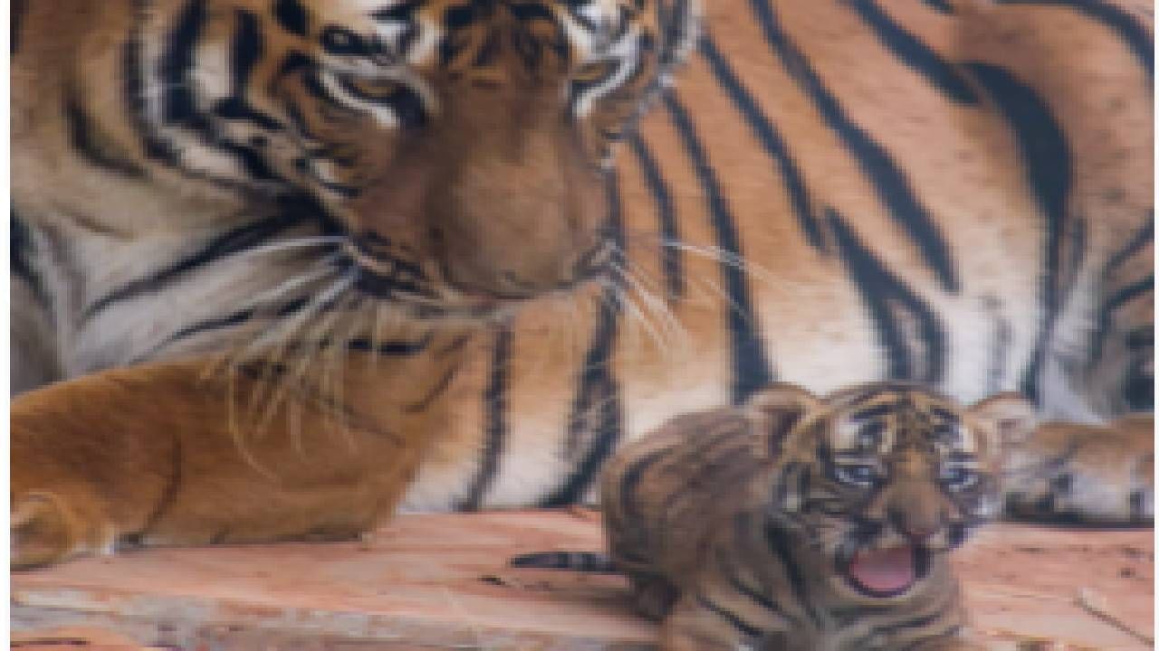 वाघाकरिता नवीन तयार करण्यात आलेल्या प्रदर्शनीमध्ये नैसर्गिक अधिवास निर्मिती धबधबा, पारदर्शक काचेची प्रदर्शनी, अनुकूल लँण्डस्केप इत्यादी तयार करण्यात आले असून या अत्यंत अनुकूल अश्या प्रदर्शनीमध्ये या बंगाल वाघाच्या जोडीने एका मादी बछड्याला जन्म दिला आहे. वाघीण करिष्मा व बछडा “वीरा” सुखरूप असून बछडा आता दोन महिन्याचे झाले आहे. 