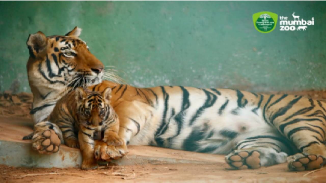 ” वीरा” सहा महिन्यांची होईपर्यंत तिला पशुवैद्यकांच्या देखरेखीखाली ठेवण्यात येणार असून तिला जंताची औषधे व लसीकरण करण्यात येत आहे. पशुवैद्यकांच्या उपस्थितीत फक्त प्राणीपालास बछड्याजवळ जाण्याची परवानगी देण्यात आली असून तिला कोणत्याही प्रकारची बाधा होणार नाही, याची काळजी घेण्यात येत असल्याचे महापौरांनी सांगितले.