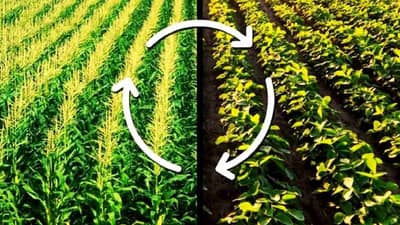 पीक पध्दतीमध्ये बदल हाच उत्पादन वाढीचा मार्ग, काय आहे कृषितज्ञांचा शेतकऱ्यांना सल्ला?