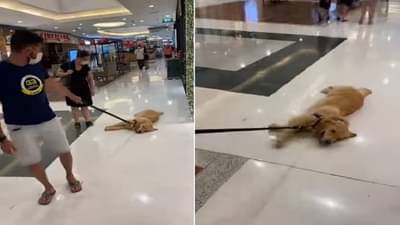 Viral : क्वचितच पाहिला असेल असा आळशी कुत्रा! 30 लाखांहून अधिक व्ह्यूजचा हा Video पाहा