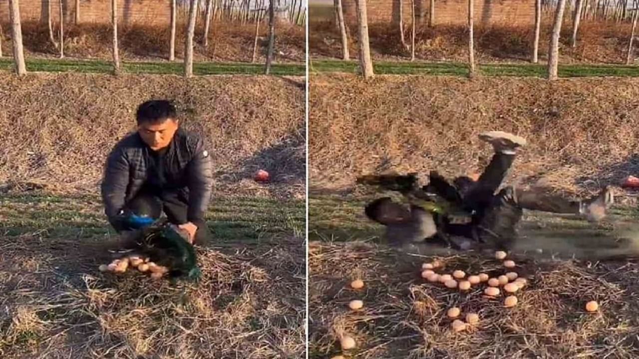 Video : अंडी घेण्याचा प्रयत्न करणाऱ्याला मोरानं शिकवला चांगलाच धडा, झडप घातली आणि...