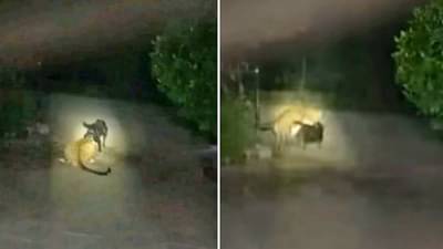 Viral : घातक चित्त्यानं केला कुत्र्यावर हल्ला, पण... नंतरचा Video पाहून थक्क व्हाल