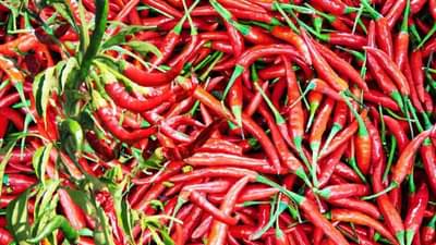 Chilly : मिरचीचे उत्पादन भरघोस अन् निर्यातही विक्रमी, तरीही काय आहेत शेतकऱ्यांसमोरील अव्हाने?