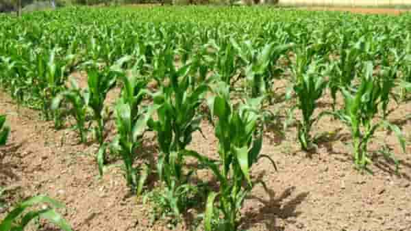 Summer Season: ज्वारीचे क्षेत्र घटले तरी चाऱ्याची चिंता कशाला? शेतकऱ्यांनी शोधला हा पर्याय..!