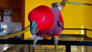 Video| 'हा' पोपट काढतो आयफोनच्या रिंगटोनचा हुबेहूब आवाज, नेटकरी म्हणतात फोनची रिंग वाजल्याचा भास होतो