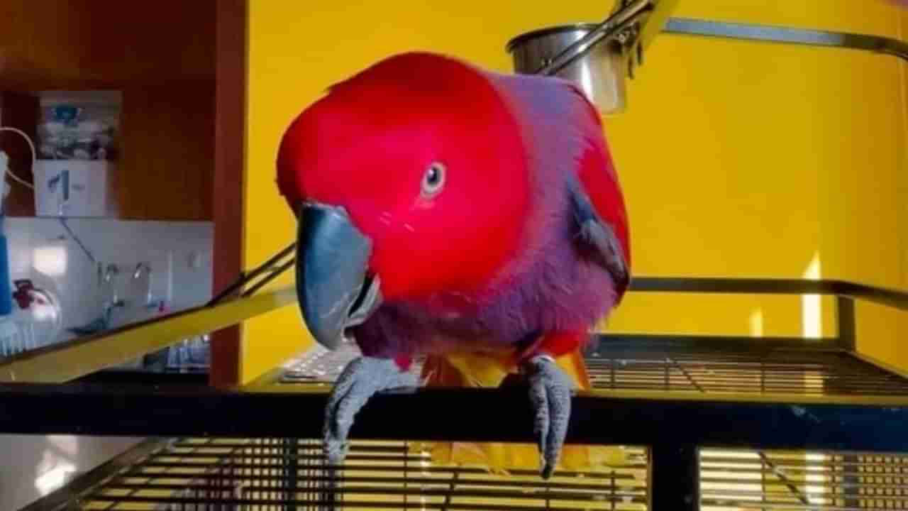 Video| हा पोपट काढतो आयफोनच्या रिंगटोनचा हुबेहूब आवाज, नेटकरी म्हणतात फोनची रिंग वाजल्याचा भास होतो