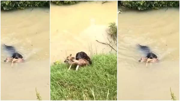 Viral video| हिरो बनून कुत्र्याने वाचवले हरणाचे प्राण; लोकांकडून श्वानाच्या शौर्याचे कौतुक