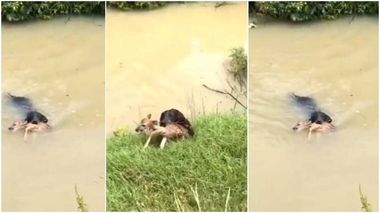 Viral video| हिरो बनून कुत्र्याने वाचवले हरणाचे प्राण; लोकांकडून श्वानाच्या शौर्याचे कौतुक