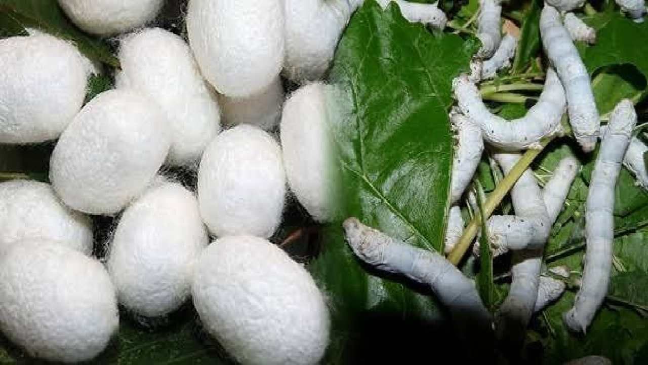 Silk Farming: म्हणून पीक पध्दतीमध्ये बदल गरजेचा, रेशीम कोषचे दर अवाक् करणारे..!