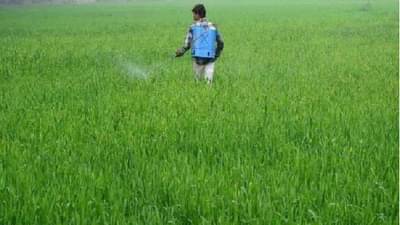 Rabi Season : वातावरण निवळले, शेतकऱ्यांनो लागा कामाला, पीक संरक्षणासाठी काय आहे कृषितज्ञांचा सल्ला?