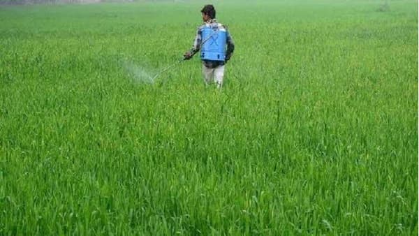 Rabi Season : वातावरण निवळले, शेतकऱ्यांनो लागा कामाला, पीक संरक्षणासाठी काय आहे कृषितज्ञांचा सल्ला?