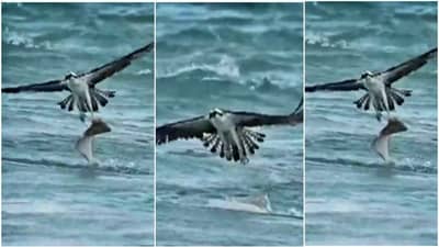 Viral Video : ऑस्प्रेची पाण्यात घुसून शिकार, पण एका चुकीमुळे सर्व मेहनत गेली वाया