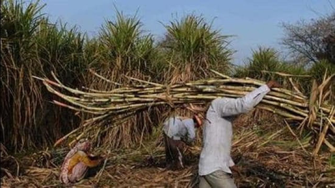 Positive News: तीन महिन्यात 150 लाख टन साखरेचे उत्पादन, महाराष्ट्राचा किती वाटा ? वाचा सविस्तर