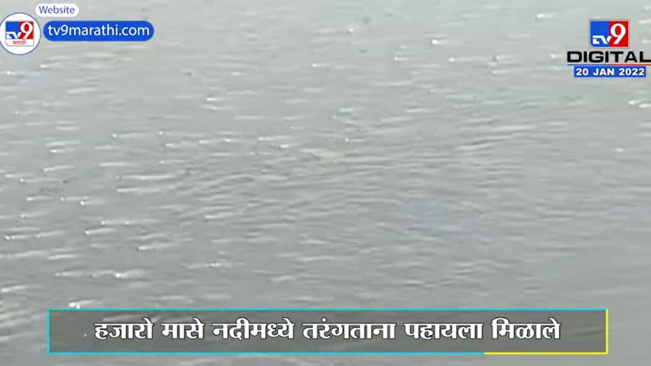 Kolhapurच्या पंचगंगा नदी प्रदूषणाचं भीषण वास्तव, ऑक्सिजनअभावी पाण्यावर तरंगतायत मासे!