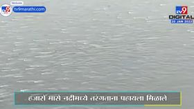 Kolhapurच्या पंचगंगा नदी प्रदूषणाचं भीषण वास्तव, ऑक्सिजनअभावी पाण्यावर तरंगतायत मासे! Kolhapurच्या पंचगंगा नदी प्रदूषणाचं भीषण वास्तव, ऑक्सिजनअभावी पाण्यावर तरंगतायत मासे!