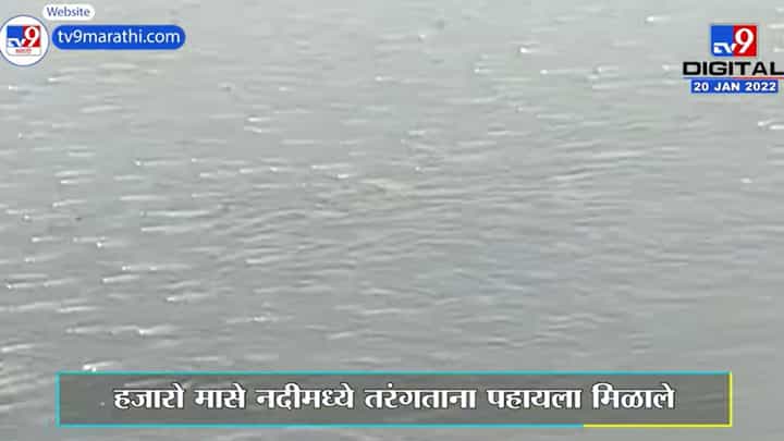 Kolhapurच्या पंचगंगा नदी प्रदूषणाचं भीषण वास्तव, ऑक्सिजनअभावी पाण्यावर तरंगतायत मासे! Kolhapurच्या पंचगंगा नदी प्रदूषणाचं भीषण वास्तव, ऑक्सिजनअभावी पाण्यावर तरंगतायत मासे!
