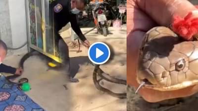 Video | किचनमध्ये किंग कोब्रा घुसला, टेबलाखाली जाऊन फणा काढून लपला, बघा! कसा धरला?