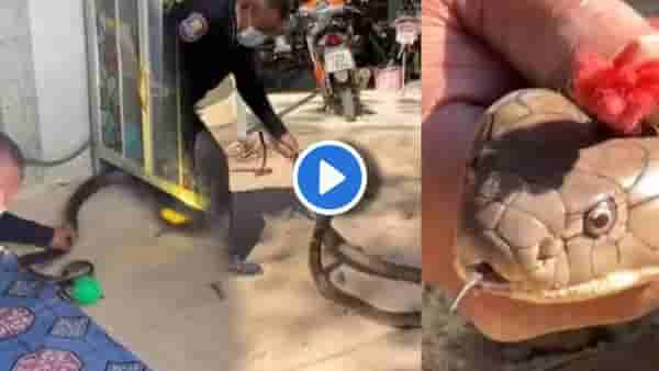 Video | किचनमध्ये किंग कोब्रा घुसला, टेबलाखाली जाऊन फणा काढून लपला, बघा! कसा धरला?